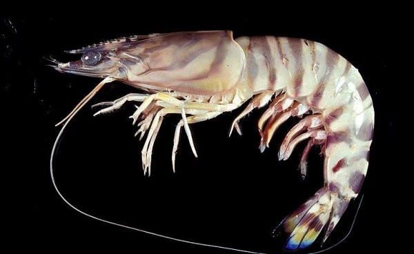 海虾的种类及图片,毒害种类和名称是什么?图3