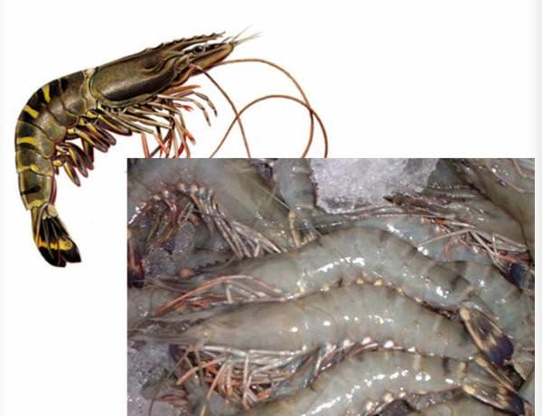 海虾的种类及图片,毒害种类和名称是什么?图12