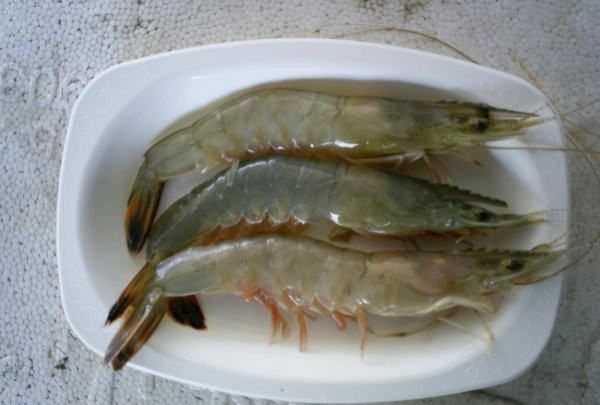 海虾的种类及图片,毒害种类和名称是什么?图2