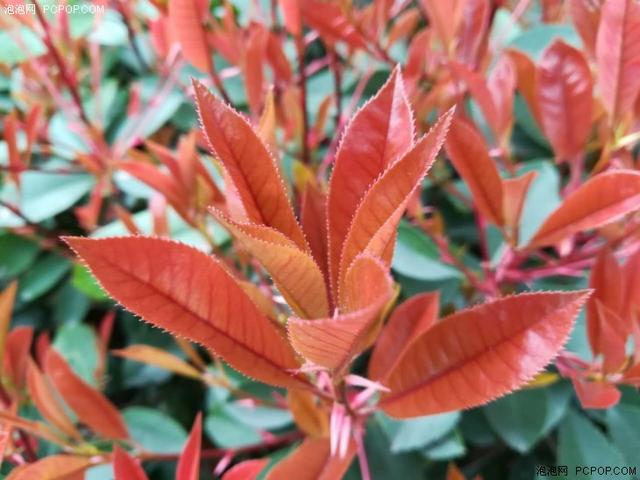 华为nova青春版详细参数（华为nova青春版评测）(13)