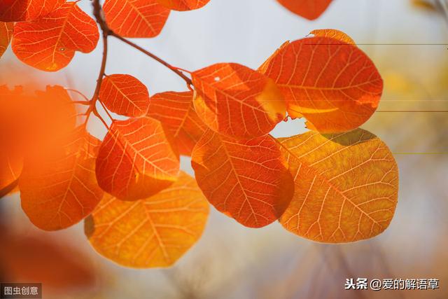 正宗北京香山红叶攻略（红叶黄花秋意晚）(5)