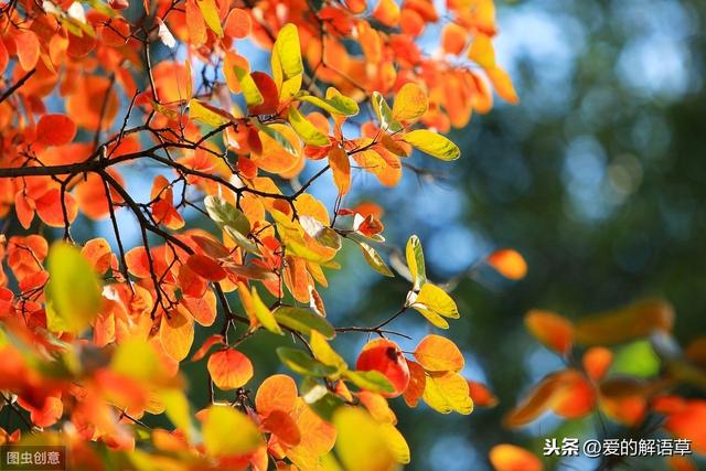 正宗北京香山红叶攻略（红叶黄花秋意晚）(7)