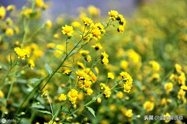 正宗北京香山红叶攻略（红叶黄花秋意晚）(2)