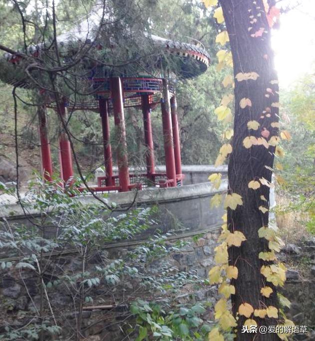 正宗北京香山红叶攻略（红叶黄花秋意晚）(8)