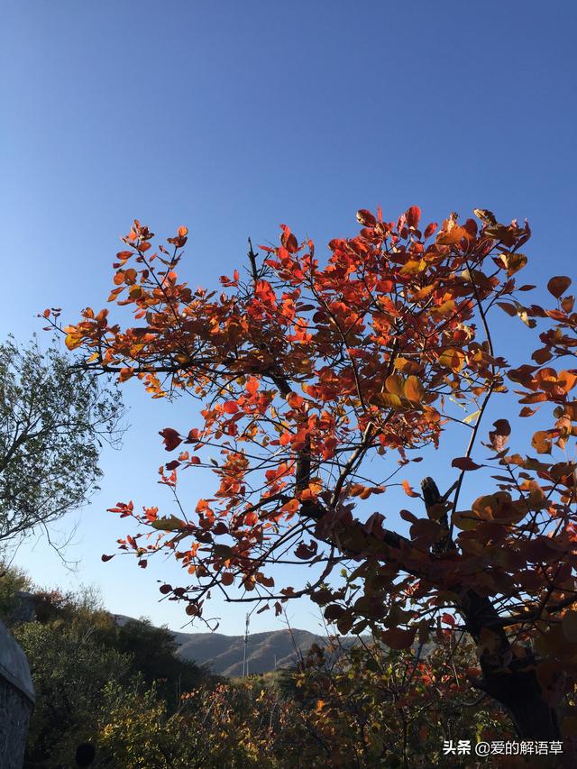 正宗北京香山红叶攻略（红叶黄花秋意晚）(6)