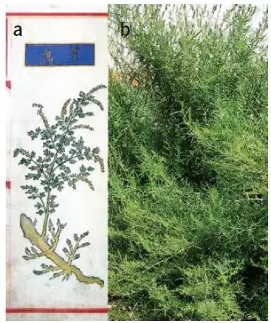 屠呦呦有合成青蒿素吗(罕见诺奖得主屠呦呦首次发布青蒿素的发现过程)(4)