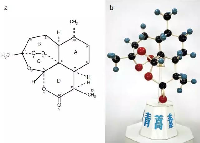 屠呦呦有合成青蒿素吗(罕见诺奖得主屠呦呦首次发布青蒿素的发现过程)(5)