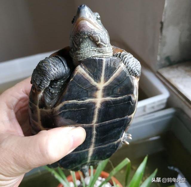 养龟的7大禁忌草龟（中华草龟太难养）(6)