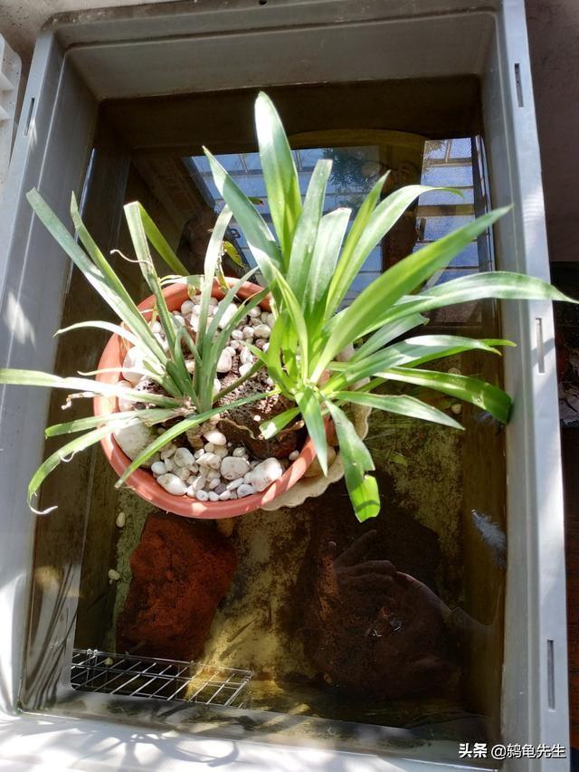养龟的7大禁忌草龟（中华草龟太难养）(3)