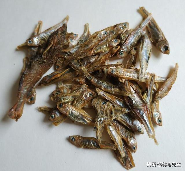 养龟的7大禁忌草龟（中华草龟太难养）(11)