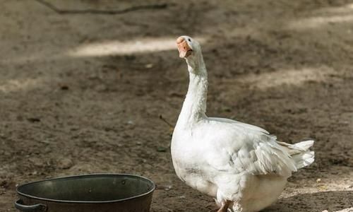 曲项向天歌，曲项的意思是什么