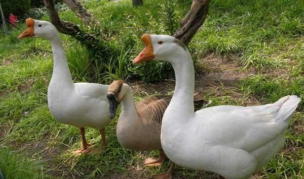 曲项向天歌中的项是什么