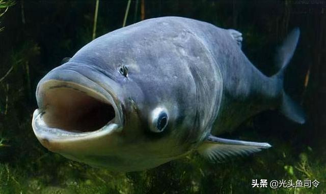 长江10年禁渔从哪年开始（长江十年禁渔）(7)