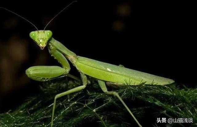 昆仑山螳螂人是怎么回事（昆仑山螳螂人事件是真实存在的吗）(4)