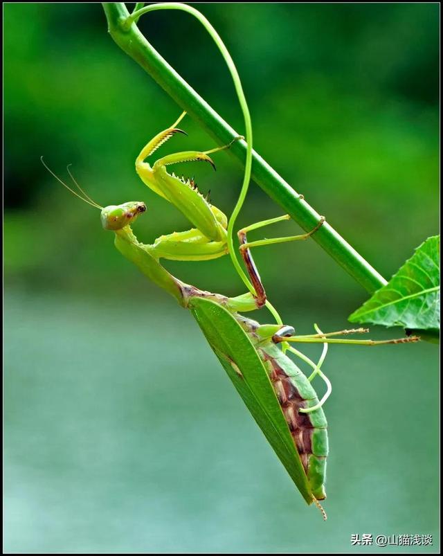 昆仑山螳螂人是怎么回事（昆仑山螳螂人事件是真实存在的吗）(10)