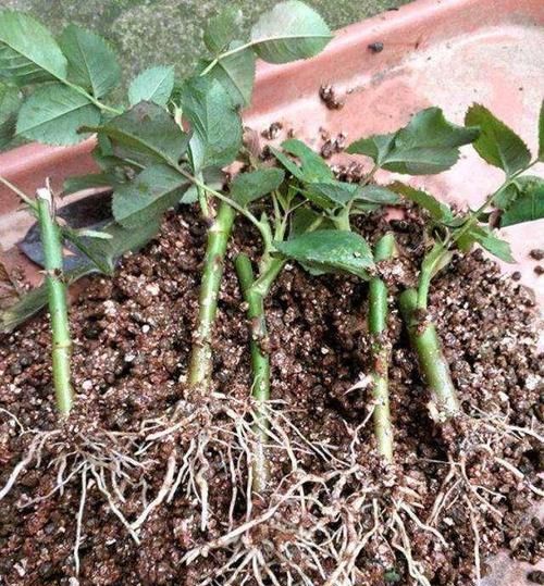 自制生根水的最好办法