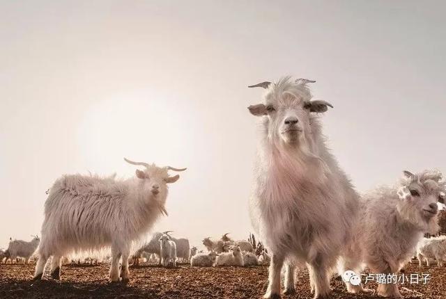 羊绒衫的款式推荐(冬日有质感的羊绒衫)(8)