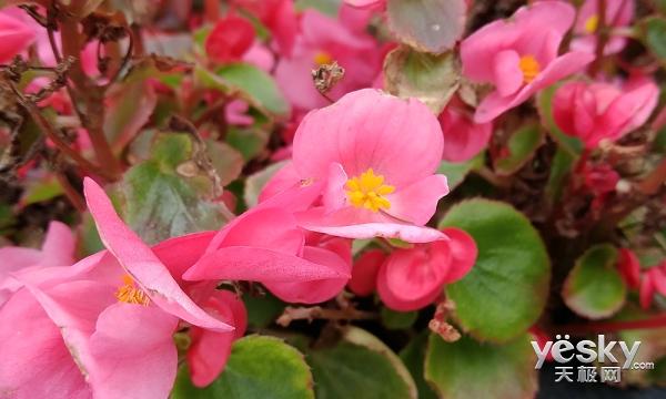 努比亚z17mini外观尺寸(双摄玩出了新高度)(45)