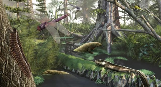 森林大部分消失会有什么坏处(森林真的越多越好吗)(9)