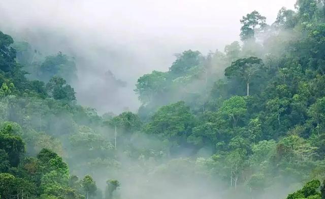 森林大部分消失会有什么坏处(森林真的越多越好吗)(10)
