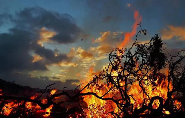 森林大部分消失会有什么坏处(森林真的越多越好吗)(7)