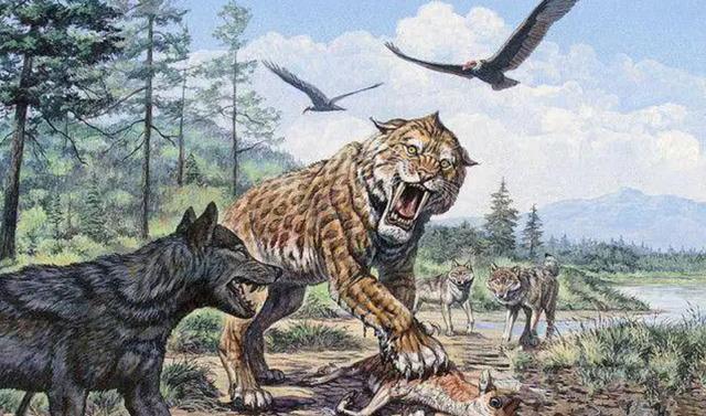 森林大部分消失会有什么坏处(森林真的越多越好吗)(15)