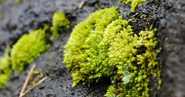 森林大部分消失会有什么坏处(森林真的越多越好吗)(3)