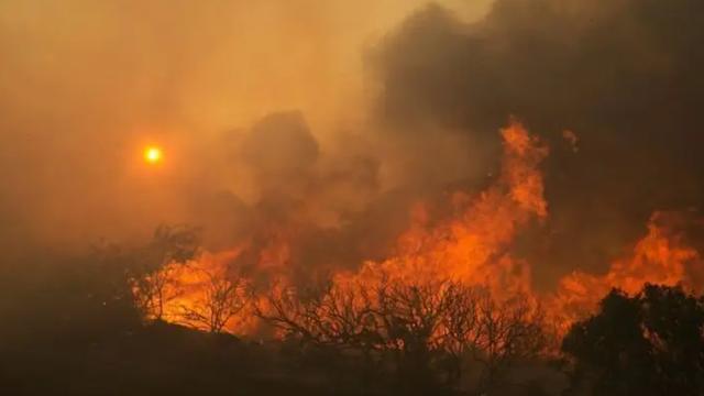 森林大部分消失会有什么坏处(森林真的越多越好吗)(8)