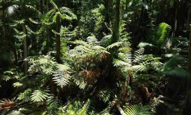 森林大部分消失会有什么坏处(森林真的越多越好吗)(4)