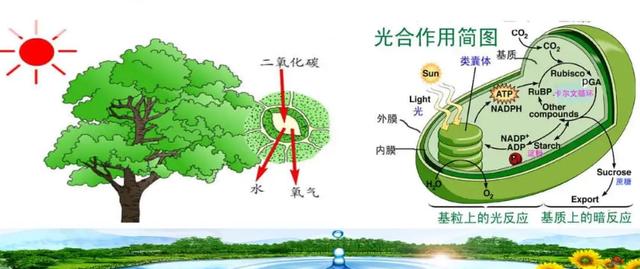 森林大部分消失会有什么坏处(森林真的越多越好吗)(13)