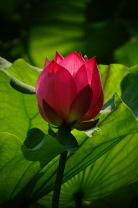 ​菡萏发荷花原文（菡萏发荷花原文及译文）