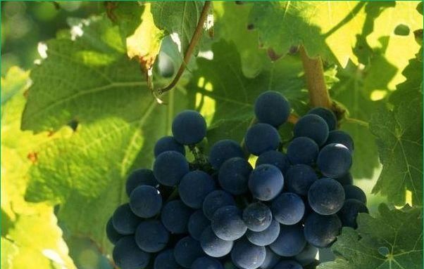 蒲桃可以生吃吗