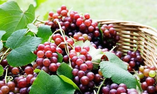 葡桃的功效与作用和食用禁忌是什么