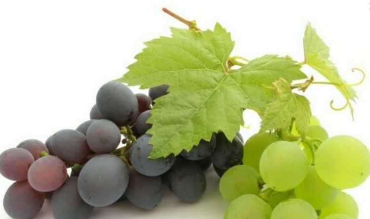 蒲桃的功效有哪些作用