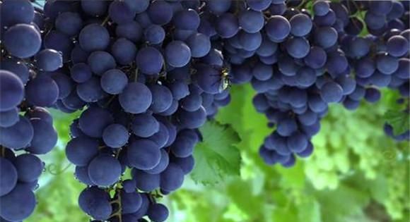 蒲桃干的功效孕妇