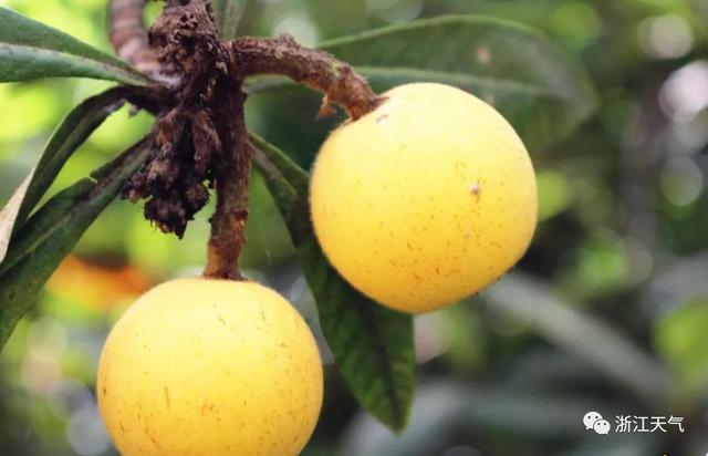 塘栖枇杷采摘攻略（塘栖枇杷进入采摘期）(7)