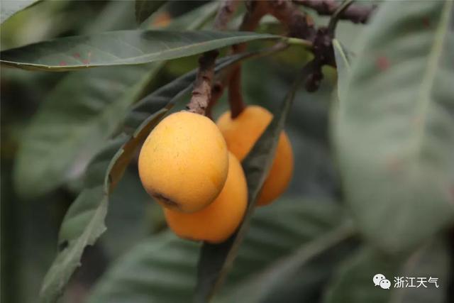 塘栖枇杷采摘攻略（塘栖枇杷进入采摘期）(5)