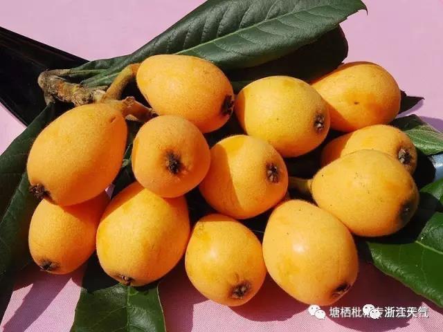 塘栖枇杷采摘攻略（塘栖枇杷进入采摘期）(10)