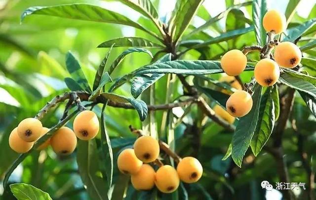 塘栖枇杷采摘攻略（塘栖枇杷进入采摘期）(14)