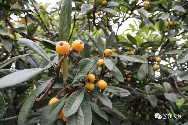 塘栖枇杷采摘攻略（塘栖枇杷进入采摘期）(6)