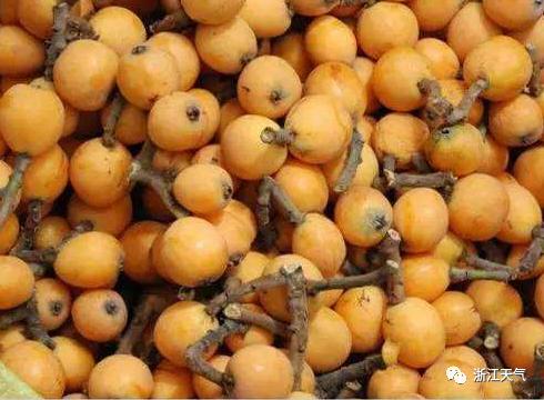 塘栖枇杷采摘攻略（塘栖枇杷进入采摘期）(11)