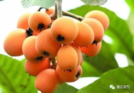 塘栖枇杷采摘攻略（塘栖枇杷进入采摘期）(3)