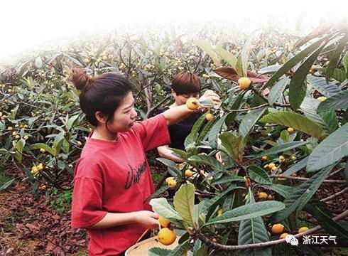 塘栖枇杷采摘攻略（塘栖枇杷进入采摘期）(12)