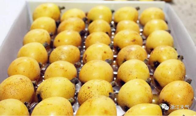 塘栖枇杷采摘攻略（塘栖枇杷进入采摘期）(8)