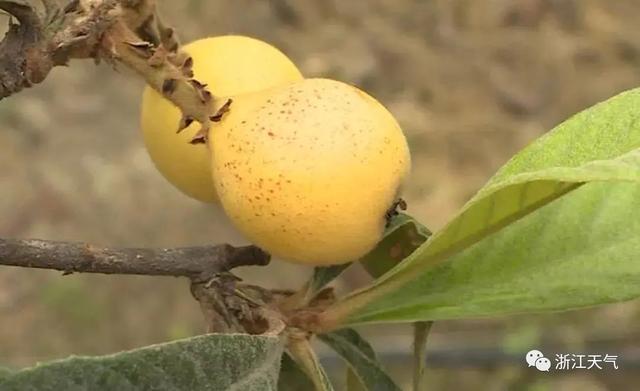 塘栖枇杷采摘攻略（塘栖枇杷进入采摘期）(13)