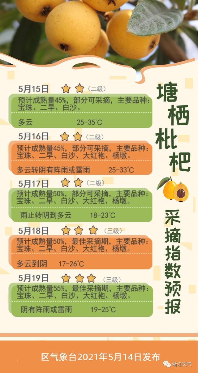 塘栖枇杷采摘攻略（塘栖枇杷进入采摘期）(4)