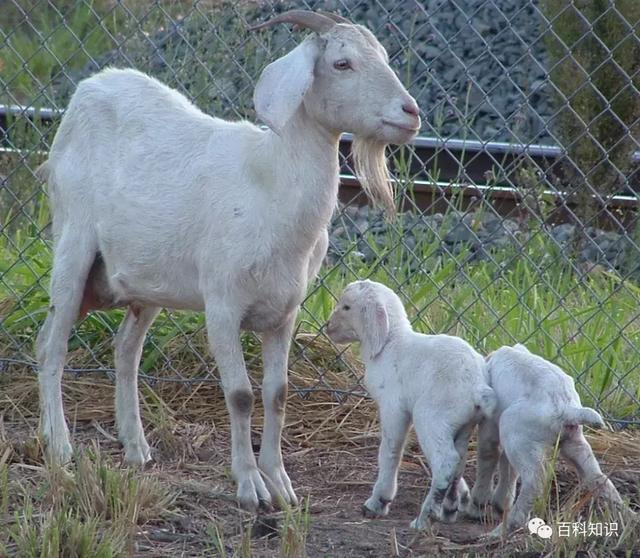 转基因的动物有哪些作用（转基因动物与人类健康）(4)