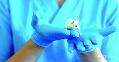 ​转基因的动物有哪些作用（转基因动物与人类健康）