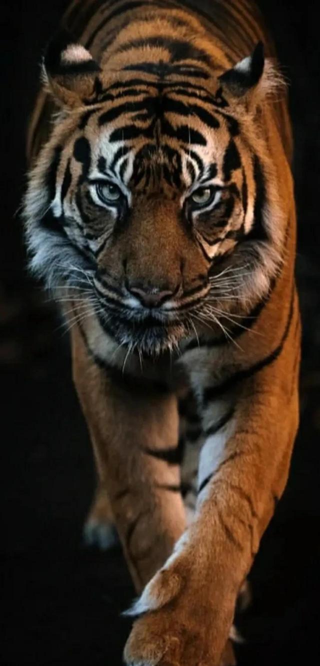 新年贺词2022完整版(新年祝福语)(14)