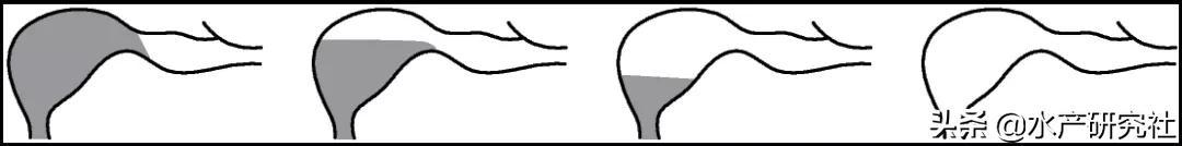 水产养殖关键技术（水产养殖中日常需要注意哪些事项）(4)